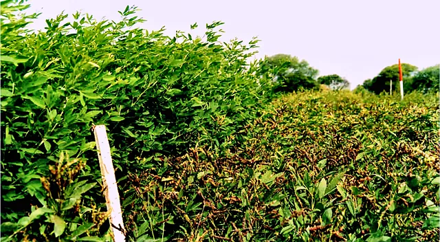 Short-duration pigeonpea, bred for a pigeonpea–wheat rotation