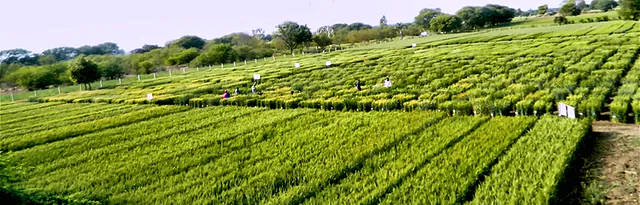 Breeding plots at the farm