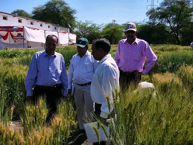 A field walk through the wheat trials