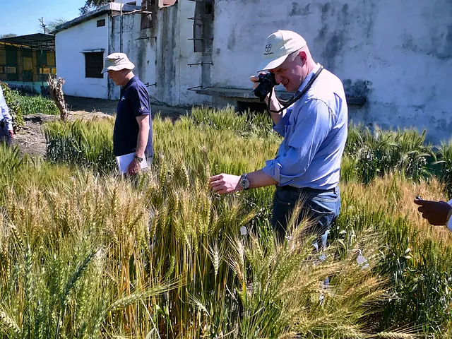 Recording the wheat trials